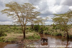 Parc national du Serengeti - Tanzanie