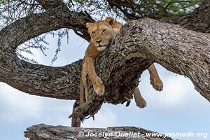 Parc national du Serengeti - Tanzanie