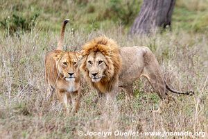 Parc national du Serengeti - Tanzanie