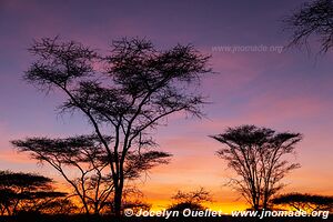 Parc national du Serengeti - Tanzanie