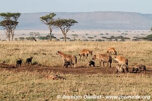 Parc national du Serengeti - Tanzanie