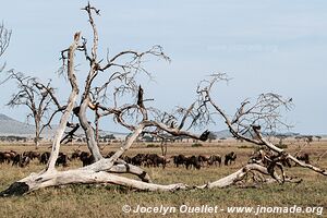 Parc national du Serengeti - Tanzanie