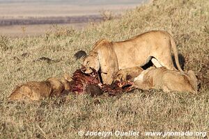 Ngorongoro Conservation Area - Tanzania