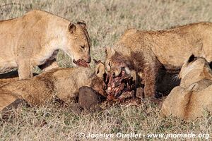 Aire de conservation du Ngorongoro - Tanzanie