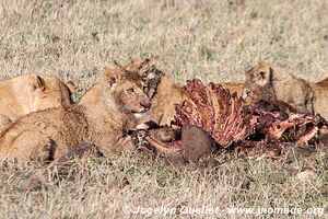 Aire de conservation du Ngorongoro - Tanzanie