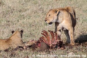 Ngorongoro Conservation Area - Tanzania