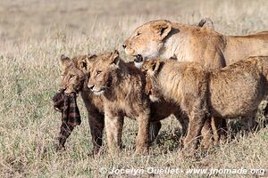 Ngorongoro Conservation Area - Tanzania