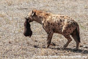 Aire de conservation du Ngorongoro - Tanzanie