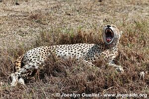 Aire de conservation du Ngorongoro - Tanzanie