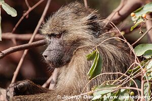 Parc national de Manyara - Tanzanie