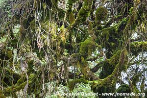 Parc national d'Arusha - Tanzanie