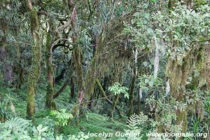 Arusha National Park - Tanzania