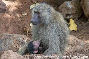 Manyara National Park - Tanzania