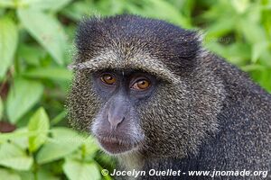 Parc national de Manyara - Tanzanie