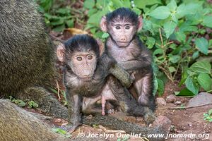 Parc national de Manyara - Tanzanie