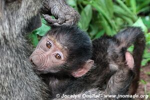 Manyara National Park - Tanzania