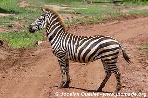 Parc national de Manyara - Tanzanie