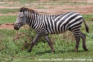 Parc national de Manyara - Tanzanie