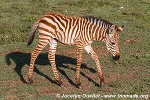 Ngorongoro Conservation Area - Tanzania