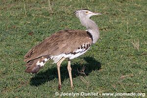 Aire de conservation du Ngorongoro - Tanzanie