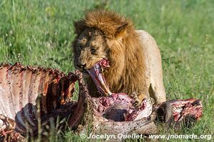 Serengeti National Park - Tanzania