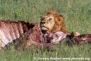 Serengeti National Park - Tanzania