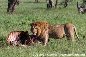 Serengeti National Park - Tanzania