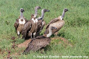 Parc national du Serengeti - Tanzanie