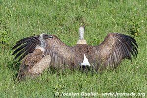 Parc national du Serengeti - Tanzanie