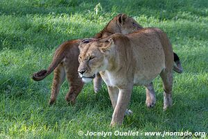 Parc national du Serengeti - Tanzanie