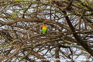 Serengeti National Park - Tanzania