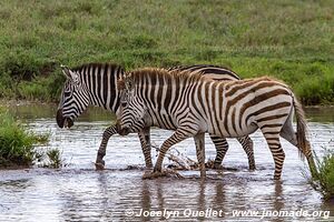 Parc national du Serengeti - Tanzanie