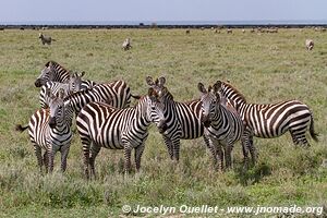 Parc national du Serengeti - Tanzanie