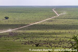 Parc national du Serengeti - Tanzanie