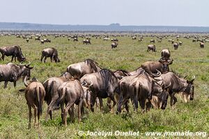 Parc national du Serengeti - Tanzanie