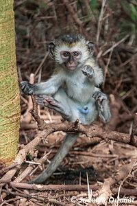 Manyara National Park - Tanzania