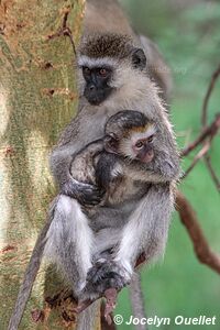 Parc national de Manyara - Tanzanie