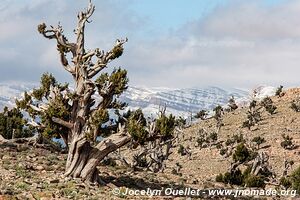 Trek from Aït Bouguemez to the Anergui Valley - Morocco