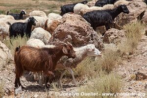 Trek from Tighza to Ighrem Akdim (High Atlas) - Morocco