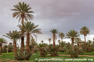 Ouled Driss - Maroc