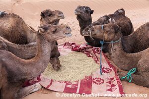 Trek in Erg Sahel - Morocco