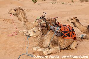 Rando dans l'Erg Sahel - Maroc