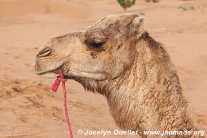 Trek in Erg Sahel - Morocco