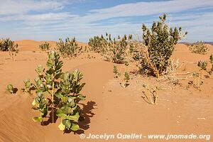 Trek in Erg Sahel - Morocco