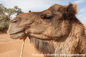 Trek in Erg Sahel - Morocco