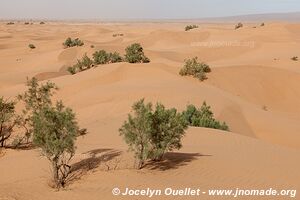 Rando dans l'Erg Sahel - Maroc