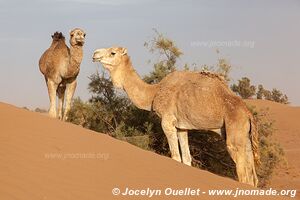 Trek in Erg Sahel - Morocco