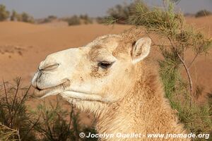 Trek in Erg Sahel - Morocco