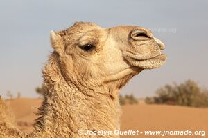 Trek in Erg Sahel - Morocco