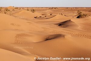 Trek in Erg Sahel - Morocco